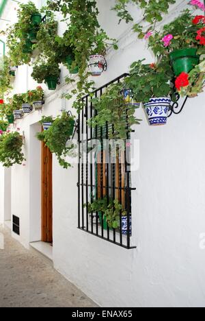 Rue étroite avec de jolies fleurs en pot sur le mur de la maison dans le Barrio la Villa district, Priego de Cordoba, Espagne. Banque D'Images