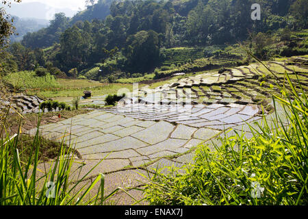 La culture du riz rizières terrasses, Ella, le district de Badulla, Province d'Uva, au Sri Lanka, en Asie Banque D'Images