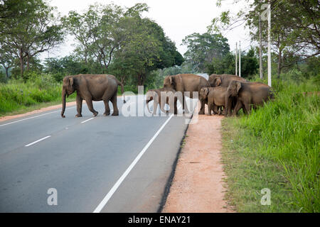 Les éléphants sauvages traversant une route principale près de Habarana, District d'Anuradhapura, Sri Lanka, Asie Banque D'Images