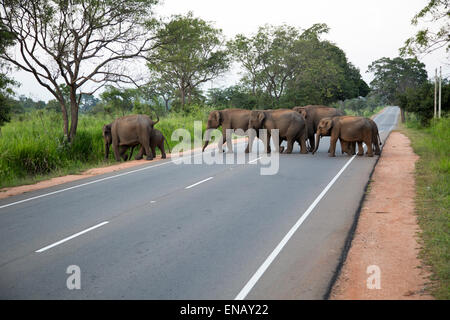 Les éléphants sauvages traversant une route principale près de Habarana, District d'Anuradhapura, Sri Lanka, Asie Banque D'Images
