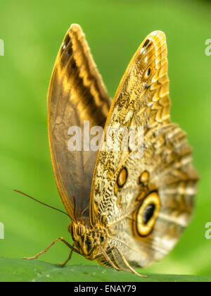 La forêt Chouette Caligo eurilochus géant est un papillon Hibou Brassolini nymphalid tribu de la sous-famille des Morphinae. Banque D'Images
