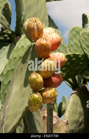 L'Opuntia ficus-indica. Le figuier de barbarie. Babylonstoren jardins. C Franschoek. L'Afrique du Sud Banque D'Images