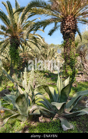 Villa Paterno, Catane, Sicile, Italie. Palmiers et d'agaves, poussant dans un jardin de Sicile. Banque D'Images