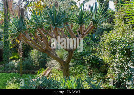 Villa Paterno, Catane, Sicile, Italie. Un dragonnier (Dracaena) dans ce jardin botanique sur les pentes de l'Etna Banque D'Images