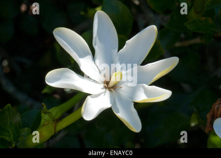 Gardenia thunbergii. Gardénia blanc. Kirstenbosch National Botanical Garden. La ville du Cap. L'Afrique du Sud Banque D'Images
