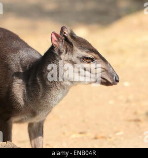 Antilope céphalophe bleu à maturité (Cephalophus monticola) portrait, gros plan de la tête Banque D'Images