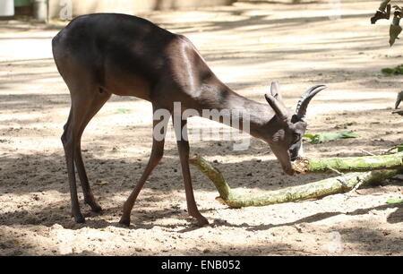 Le noir de l'Afrique du Sud forme Le Springbok (Antidorcas marsupialis) de Artis Zoo Amsterdam Banque D'Images