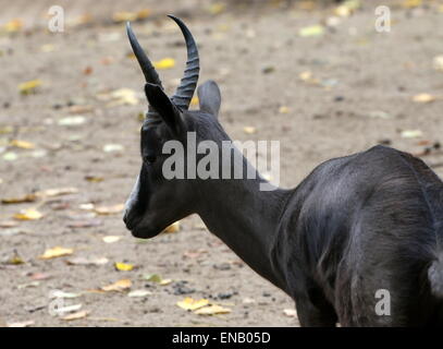 Le noir de l'Afrique du Sud forme Le Springbok (Antidorcas marsupialis) Banque D'Images