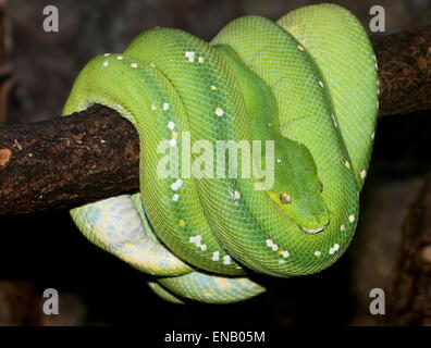 L'arbre vert de l'Asie du Sud-Est ou python Morelia viridis (Chondro), suspendu à une branche, tous enroulés Banque D'Images