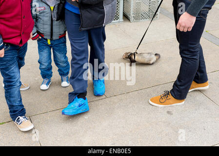Enfants et adultes à un furet (Mustela putorius furo) en laisse à un trottoir Banque D'Images