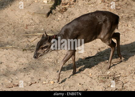 L'Afrique de l'antilope céphalophe bleu à maturité (Cephalophus monticola) à faible distance de marche par Banque D'Images