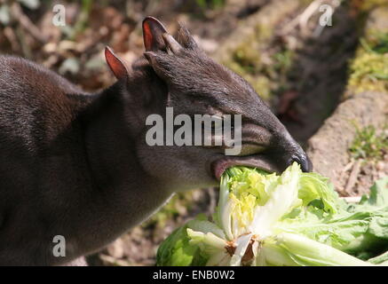 Close-up of a céphalophe bleu Cephalophus monticola (antilope) manger des légumes au Zoo Burger, Arnhem, Pays-Bas Banque D'Images