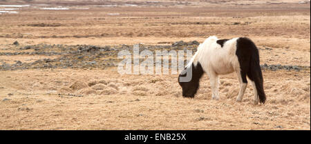 Portrait d'un poney islandais noir et blanc sur une prairie au printemps Banque D'Images