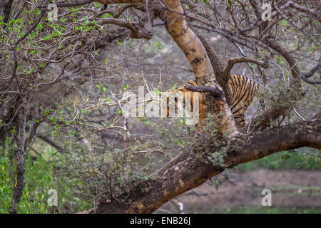 Un tigre du Bengale autour de 13 mois grimper aux arbres, à Ranthambhore Forest, L'Inde. [In] Banque D'Images