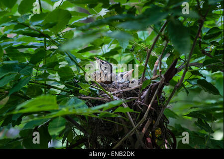 Robin poussins dans un nid. Banque D'Images