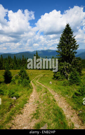 Sentier de montagne en passant par l'herbe des champs et à côté de la grande vers la forêt de pins Banque D'Images