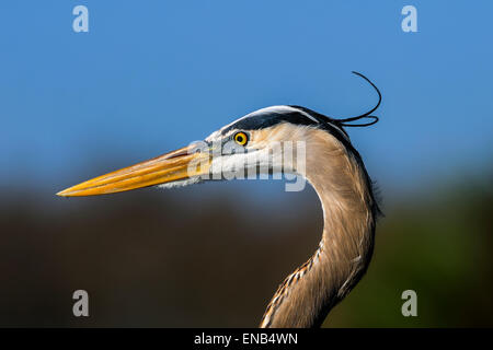 Le Grand Héron, Ardea herodias Banque D'Images