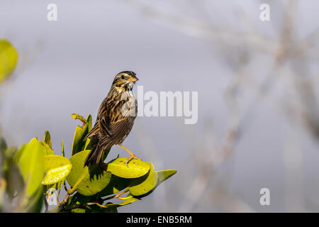 Savannah Sparrow Passerculus sandwichensis, Banque D'Images