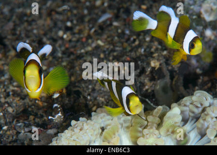 Clark dans le poisson de l'anémone anemone Banque D'Images