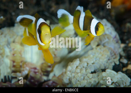 Clark dans le poisson de l'anémone anemone Banque D'Images