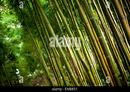 Close up de bambou géant dans une forêt chinoise Banque D'Images