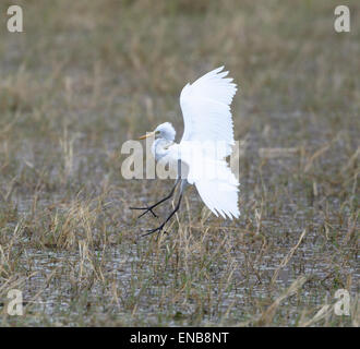 Grande Aigrette (Ardea alba), Mornington Wilderness Camp, région de Kimberley, Australie occidentale Banque D'Images