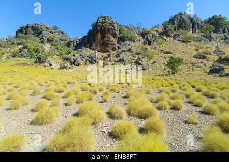 Kimberley, spinifex, région ouest de l'Australie, WA, Australia Banque D'Images