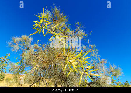 Fleurs jaune près de Drysdale, Kimberley, Western Australia, WA, Australia Banque D'Images