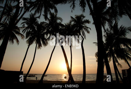 À la recherche jusqu'à Silhouettes de palmiers contre un ciel de coucher du soleil sur la plage de Ngapali Myanmar Banque D'Images