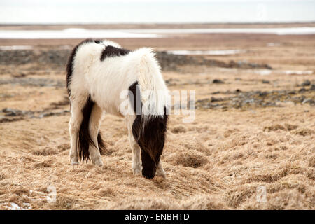 Portrait d'un cheval noir et blanc sur une prairie au printemps Banque D'Images