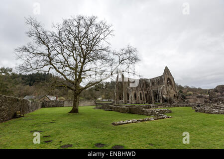 Vue de l'abbaye de Tintern la deuxième fondation cistercienne en Grande-Bretagne Banque D'Images