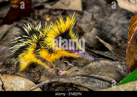 Le tenrec rayé de plaine , andasibe, madagascar Banque D'Images