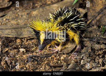 Le tenrec rayé de plaine , andasibe, madagascar Banque D'Images