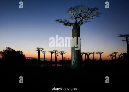 Avenue de baobab, menabe, madagascar Banque D'Images