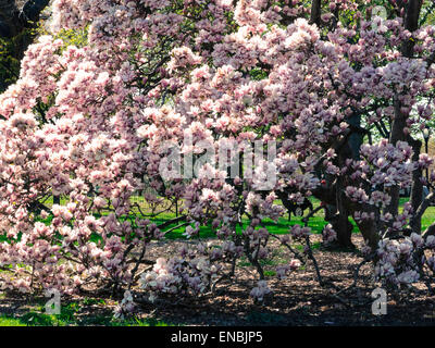 Les Cerisiers en fleurs au printemps dans Central Park, NYC, USA Banque D'Images
