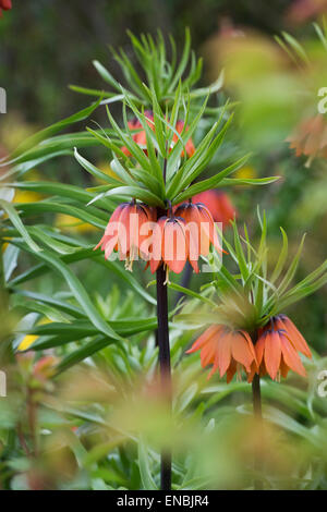Fritillaria imperialis 'Kaiser'. Couronne impériale fleurs Banque D'Images
