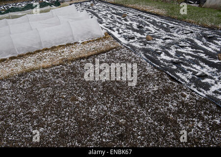 Les grêlons sur un jardin à l'Ecosse au printemps. L'Ecosse Banque D'Images