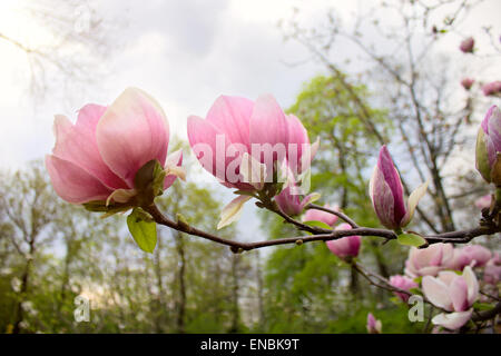 Une paire de fleurs de magnolia au printemps park Banque D'Images