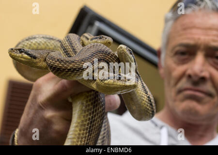 Teramo, Italie. 1er mai 2015. Chaque année en Teramo (Abruzzes, Italie) est titulaire d'un festival unique dans onoour de Saint Domenico, protecteur de morsure de serpent. La tradition est ancienne comme l'être humain sur la terre parce que snake représentent le lien entre la vie d'ouman et la terre mère. Les serpents dans les images sont 'quatre' (serpent bordée d'Elaphe quatuorlineata). Serpari (c'est le nom de la personnes qui chassent en vie serpent) est le seul peuple en Europe avec l'autorisation de chasser et à la détention de serpents, qui sera libéré les jours après le festival Crédit : Francesco Gustincich/Alamy Live News Banque D'Images