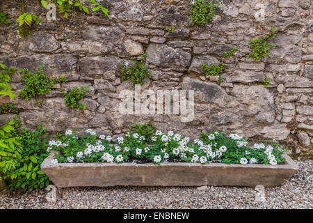 Sweet Alyssum fleurs en croissance dans le semoir pierre fort contre mur de pierre à la Fattoria La Striscia, Arezzo, Italie Banque D'Images