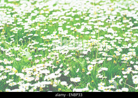 Beaucoup de minuscules fleurs blanches qui fleurit dans l'herbe Banque D'Images