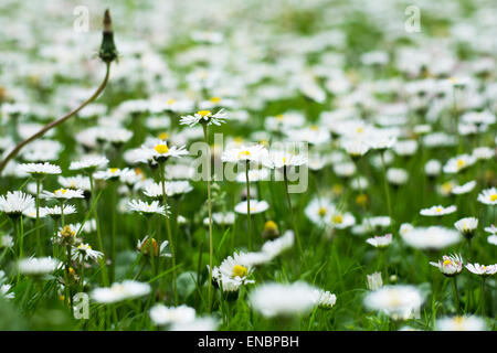 Beaucoup de minuscules fleurs blanches qui fleurit dans l'herbe Banque D'Images