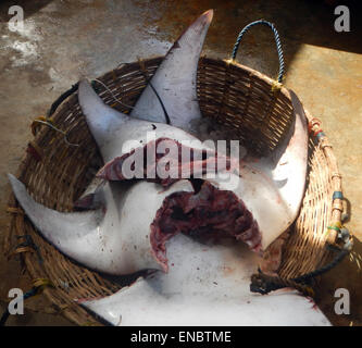 Manta Ray, le marché aux poissons, Negombo, Sri Lanka Banque D'Images