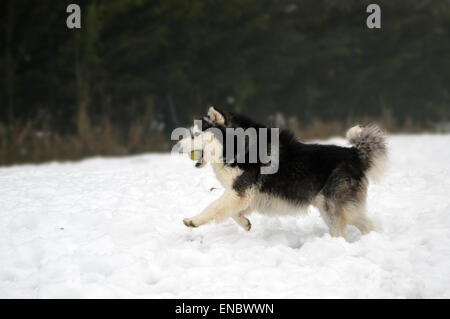 Husky sibérien sur la neige en train de courir avec le ballon dans la bouche Banque D'Images