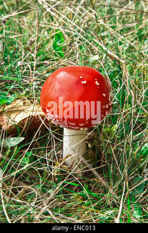 (Amanita muscaria champignon rouge également connu sous le nom de Fly Ageric ou voler Amanita) en forêt d'automne Banque D'Images