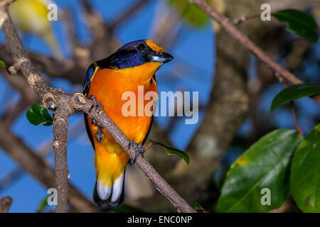 Euphonia violacea, violacé euphonia Banque D'Images