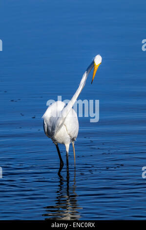 Grande Aigrette Ardea alba, Banque D'Images