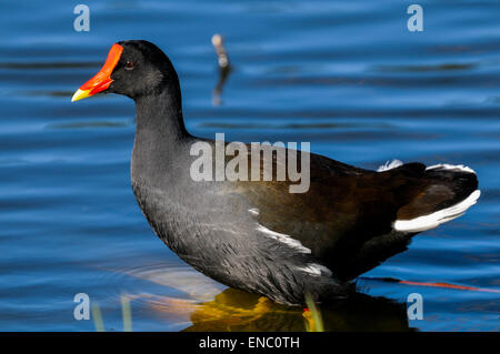 La Gallinule poule-d'eau Gallinula chloropus, Banque D'Images