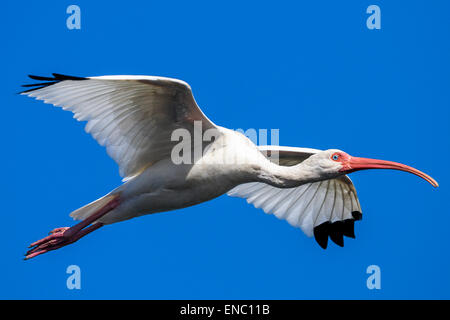 Ibis blanc américain, Eudocimus albus Banque D'Images