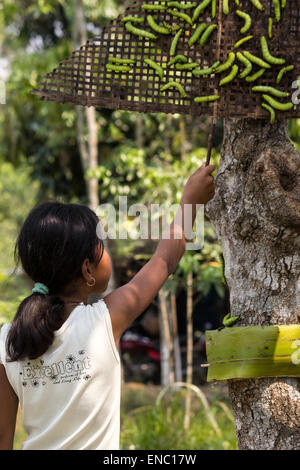 2 mai 2015 - Sivasagar, Assam, Inde - une jeune Indienne presse la moitié cultivées Muga sur un arbre à soie (Machilus Bombycina Som) pour la poursuite de la croissance dans le village de Bakata Sivasagar district de nord-est de l'état d'Assam, 02 mai 2015. Muga est le produit de la soie du ver à soie Antheraea assamensis endémique à l'Assam. Les larves de ces papillons se nourrissent de som (Machilus bombycina) feuilles. La soie produite est connu pour sa fine texture brillant et durabilité. Muga Sulkworm l'agriculture est l'une des entreprises les plus rentables dans l'état de l'Assam Indien comme le produit a une valeur élevée sur le marché. (Crédit Image : © Banque D'Images